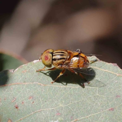 Eristalinus punctulatus (Golden Native Drone Fly) at Dryandra St Woodland - 24 Dec 2022 by ConBoekel