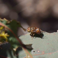 Eristalinus punctulatus at O'Connor, ACT - 24 Dec 2022