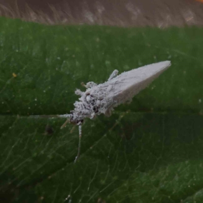 Coniopterygidae (family) (Dusty lacewing or Dustywing) at Dryandra St Woodland - 23 Dec 2022 by ConBoekel