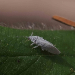 Coniopterygidae (family) at O'Connor, ACT - 24 Dec 2022