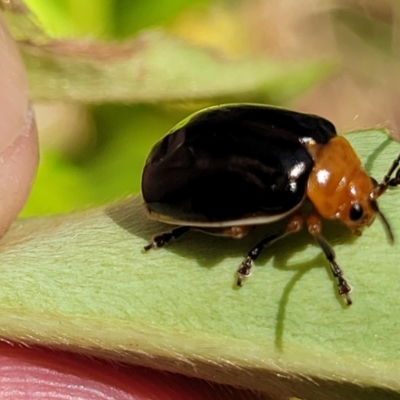 Unidentified Leaf beetle (Chrysomelidae) at Nambucca State Forest - 28 Dec 2022 by trevorpreston