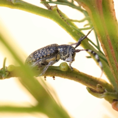 Ancita sp. (genus) (Longicorn or longhorn beetle) at O'Connor, ACT - 24 Dec 2022 by ConBoekel