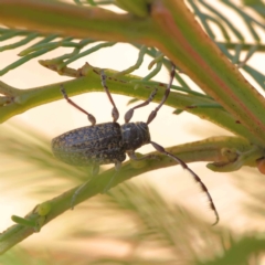 Ancita sp. (genus) at O'Connor, ACT - 24 Dec 2022