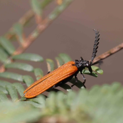 Porrostoma rhipidium (Long-nosed Lycid (Net-winged) beetle) at O'Connor, ACT - 23 Dec 2022 by ConBoekel