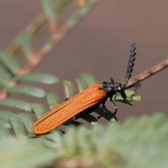 Porrostoma rhipidium (Long-nosed Lycid (Net-winged) beetle) at O'Connor, ACT - 23 Dec 2022 by ConBoekel