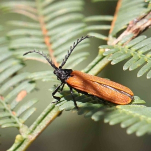 Porrostoma rhipidium at O'Connor, ACT - 24 Dec 2022