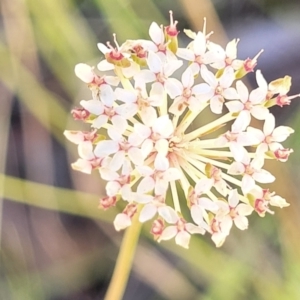 Trachymene incisa (Native Parsnip) at Nambucca Heads, NSW by trevorpreston
