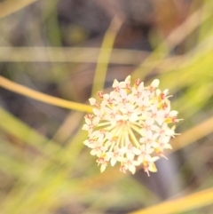 Trachymene incisa at Nambucca Heads, NSW - 28 Dec 2022