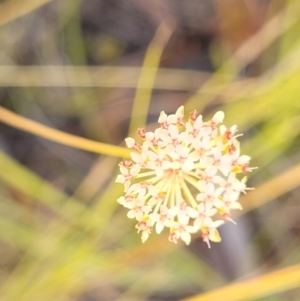 Trachymene incisa at Nambucca Heads, NSW - 28 Dec 2022