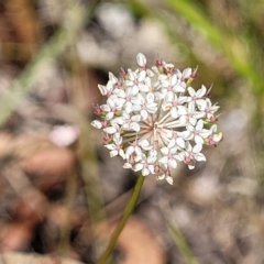 Trachymene incisa at Nambucca Heads, NSW - 28 Dec 2022