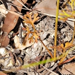 Trachymene incisa at Nambucca Heads, NSW - 28 Dec 2022