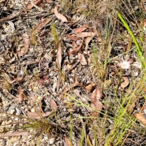 Trachymene incisa at Nambucca Heads, NSW - 28 Dec 2022