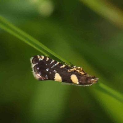Glyphipterix chrysoplanetis (A Sedge Moth) at Dryandra St Woodland - 24 Dec 2022 by ConBoekel