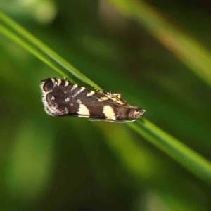 Glyphipterix chrysoplanetis at O'Connor, ACT - 24 Dec 2022