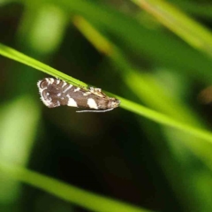 Glyphipterix chrysoplanetis at O'Connor, ACT - 24 Dec 2022 11:04 AM