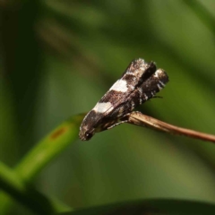 Glyphipterix chrysoplanetis (A Sedge Moth) at O'Connor, ACT - 24 Dec 2022 by ConBoekel