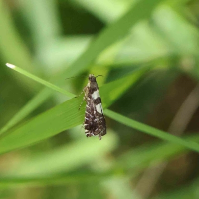 Glyphipterix chrysoplanetis (A Sedge Moth) at O'Connor, ACT - 24 Dec 2022 by ConBoekel