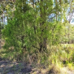 Exocarpos cupressiformis at Nambucca Heads, NSW - 28 Dec 2022 03:31 PM