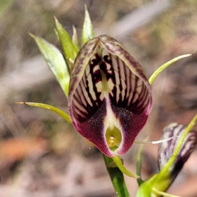 Cryptostylis erecta (Bonnet Orchid) at Nambucca State Forest - 28 Dec 2022 by trevorpreston