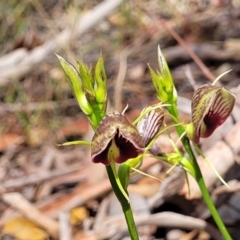 Cryptostylis erecta at Nambucca Heads, NSW - suppressed