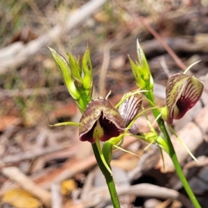 Cryptostylis erecta at Nambucca Heads, NSW - 28 Dec 2022