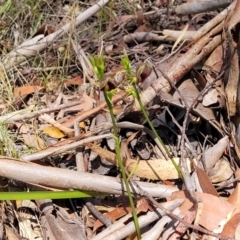 Cryptostylis erecta at Nambucca Heads, NSW - suppressed