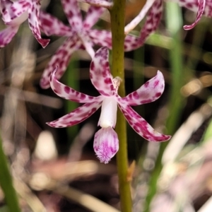 Dipodium variegatum at Nambucca Heads, NSW - 28 Dec 2022