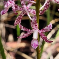 Dipodium variegatum at Nambucca Heads, NSW - 28 Dec 2022