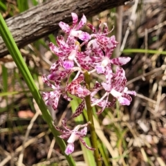 Dipodium variegatum at Nambucca Heads, NSW - suppressed