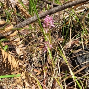 Dipodium variegatum at Nambucca Heads, NSW - 28 Dec 2022