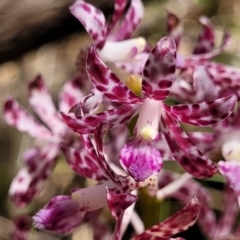 Dipodium variegatum at Nambucca Heads, NSW - suppressed