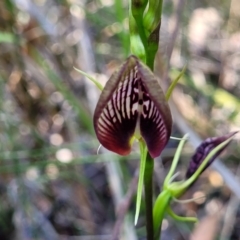 Cryptostylis erecta (Bonnet Orchid) at Nambucca State Forest - 28 Dec 2022 by trevorpreston