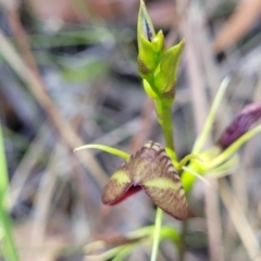 Cryptostylis erecta at Nambucca Heads, NSW - suppressed