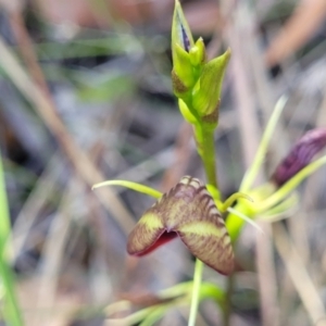 Cryptostylis erecta at Nambucca Heads, NSW - suppressed