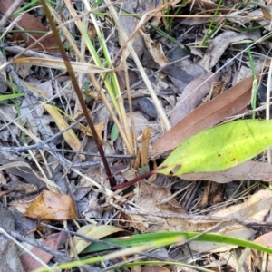 Cryptostylis erecta at Nambucca Heads, NSW - suppressed