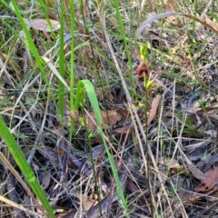 Cryptostylis erecta at Nambucca Heads, NSW - suppressed