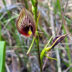 Cryptostylis erecta at Nambucca Heads, NSW - suppressed