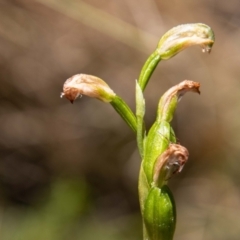 Bunochilus sp. (Leafy Greenhood) at Tidbinbilla Nature Reserve - 24 Nov 2022 by SWishart