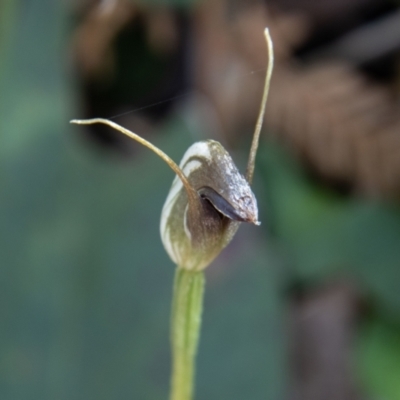 Pterostylis pedunculata (Maroonhood) at Paddys River, ACT - 25 Nov 2022 by SWishart