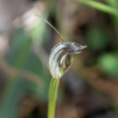 Pterostylis pedunculata at Paddys River, ACT - suppressed