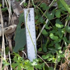 Pterostylis pedunculata at Paddys River, ACT - suppressed