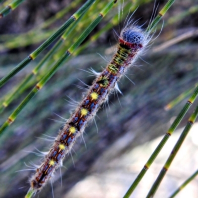 Pernattia pusilla at Lions Youth Haven - Westwood Farm A.C.T. - 28 Dec 2022 by HelenCross