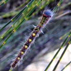 Pernattia pusilla (She-Oak Moth) at Paddys River, ACT - 28 Dec 2022 by HelenCross