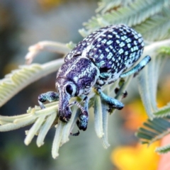 Chrysolopus spectabilis (Botany Bay Weevil) at Lions Youth Haven - Westwood Farm A.C.T. - 28 Dec 2022 by HelenCross