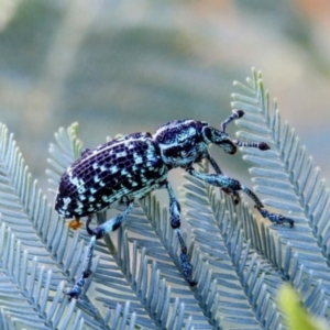 Chrysolopus spectabilis at Kambah, ACT - 28 Dec 2022