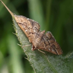 Nacoleia rhoeoalis (Spilomelinae) at Dryandra St Woodland - 24 Dec 2022 by ConBoekel