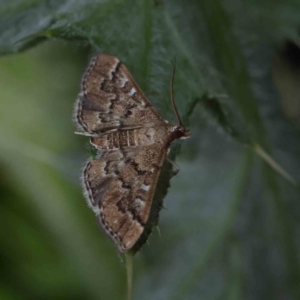 Nacoleia rhoeoalis at O'Connor, ACT - 24 Dec 2022