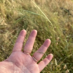 Anthosachne scabra (Common Wheat-grass) at Aranda Bushland - 28 Dec 2022 by lbradley