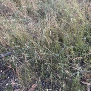 Anthosachne scabra at Molonglo Valley, ACT - 28 Dec 2022