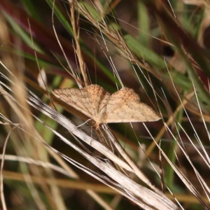 Scopula rubraria at O'Connor, ACT - 24 Dec 2022